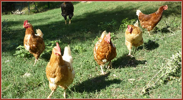 Our free-range chickens